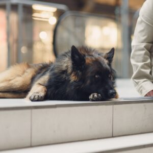 Koira ja ympäristö: Toiset koirat, kovat äänet, liukkaat pinnat